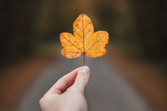 yellow leaf